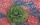 Grüne Chiffonrose auf rosa-blauen Pailletten